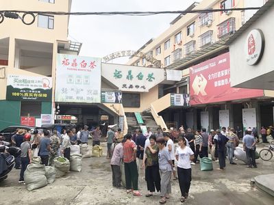 重啟開(kāi)采模式！福鼎白茶新一輪茶葉開(kāi)采與茶葉收購(gòu)趨勢(shì)洞察