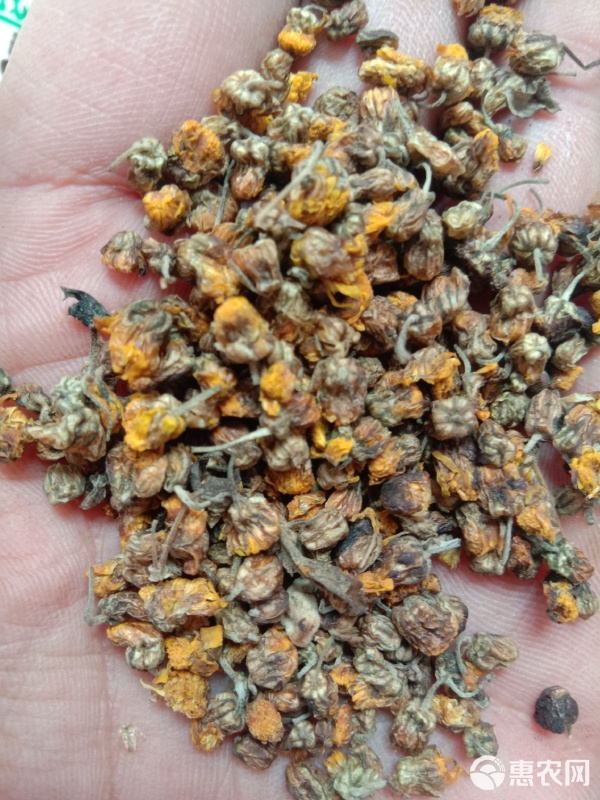秋風(fēng)中的一杯茶——干野菊花與它的收購(gòu)故事