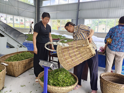 茶廠開(kāi)業(yè)首日 鮮茶收購(gòu)忙，共繪豐收?qǐng)D
