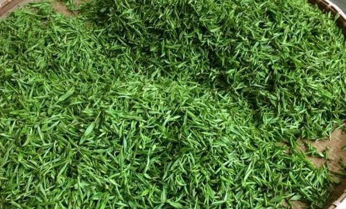 一斤茶葉的成本有多高 看完這篇，你還會(huì)覺(jué)得黃山毛峰茶很貴嗎
